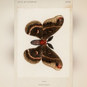 Vintage Moth Illustration Print
